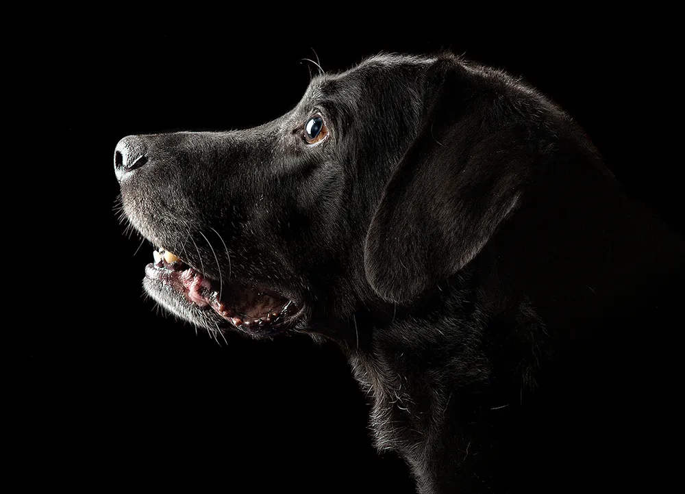 Schwarzer Hund vor dunklem Hintergrund – Tierportrait im Fotostudio Foto Ape in Rostock